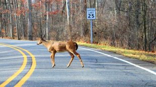 deer crossing the road - photo by Dwight Burdette